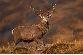 Scotland
