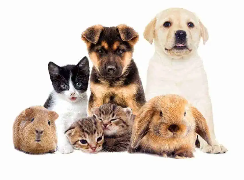 Pets.