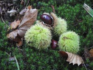 Chestnut