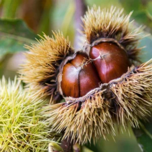 Chestnut 