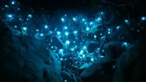 sea sparkles to fireflies