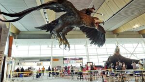 NZ airport