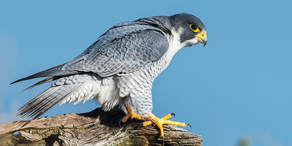 Peregrine falcon