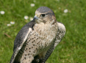Peregrine falcon