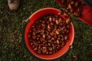 Chestnut