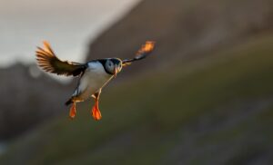 The puffin paradise