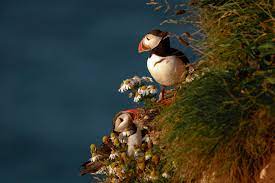 The puffin paradise