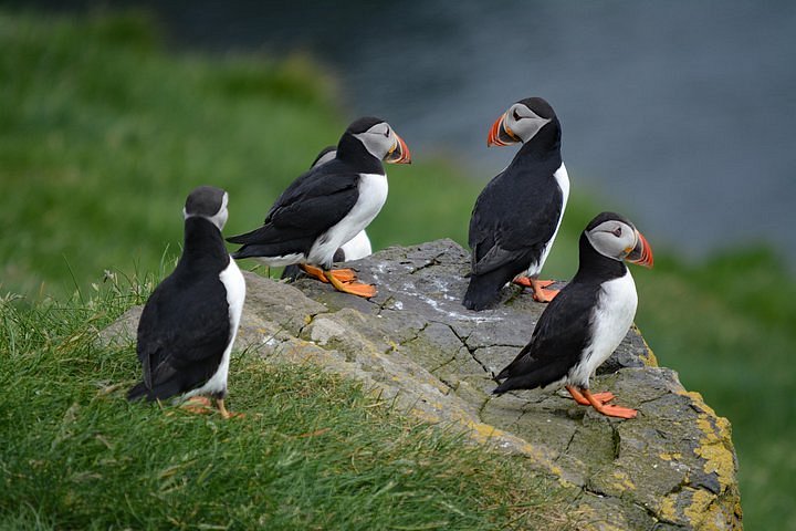 The puffin paradise