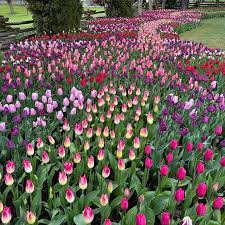  Tulips Flower Festival