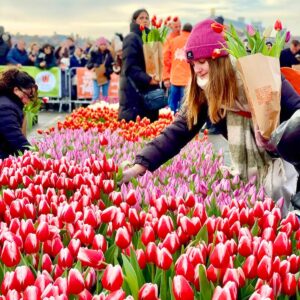 Tulips Flower Festival