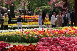 Tulips Flower Festival