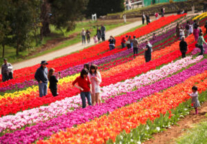 Tulips Flower Festival