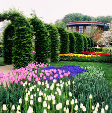 Tulips Flower Festival