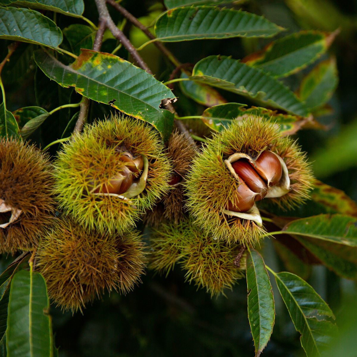 Chestnut