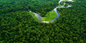 forest project