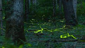 sea sparkles to fireflies
