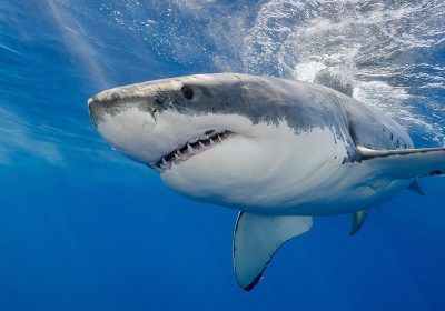 Sharks and oysters